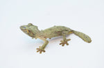 Mossy Leaf Tail Gecko