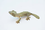 Mossy Leaf Tail Gecko