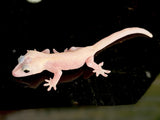 Leucistic Crested Gecko (Super Hypo) *NEW MORPH*