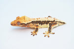 Lilly White Crested Gecko