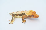 Lilly White Crested Gecko