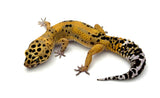 FireBold Leopard Gecko Male