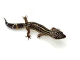Pure Black Night Leopard Gecko Male