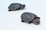 Mexican Giant Musk Turtle