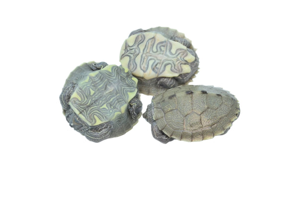 Mississippi Map Turtle for sale – TikisGeckos