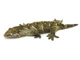 Adult Pair of Mt.Khogis Giant Geckos