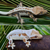 High Expression Lilly White Pinstripe Crested Gecko