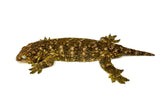 Adult Male Nuu Ami Giant Gecko