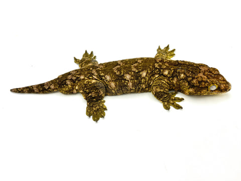 Adult Male Nuu Ami Giant Gecko