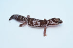 Oreo Whiteout African Fat Tailed Gecko (66% pos het Patty)