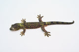 Pine Island Mossy Prehensile Tail Gecko (GREEN)