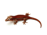 Red Striped Gargoyle Gecko (Pennywise offspring)