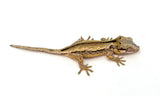 Pink Striped Gargoyle Gecko (Kirby offspring)