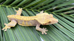 Red Harlequin Crested Gecko "Joe Exotic"