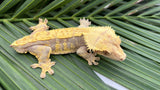 Red Harlequin Crested Gecko "Joe Exotic"