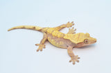 Pink Harlequin Crested Gecko