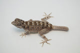 Scorpion Tailed Gecko