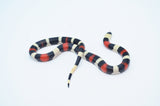 Pueblan Milksnake