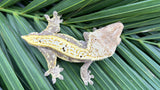 Snowflake Cream Quadstripe Dalmatian Crested Gecko "Stripes"