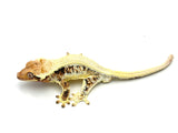 Tricolor Lilly White Crested Gecko