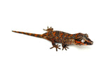 Red Super Blotched Gargoyle Gecko with face color (Deadpool line SuperBlotch)