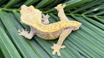 Red Harlequin Crested Gecko "Joe Exotic"