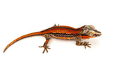 HOLDBACK Red Striped Gargoyle Gecko (Dracula offspring)