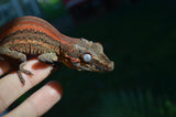 Red Striped Gargoyle Gecko (Phantom group)