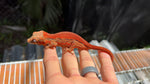 Red Striped Gargoyle Gecko (INCREDIBLE COLOR)