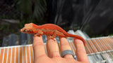 Red Striped Gargoyle Gecko (INCREDIBLE COLOR)