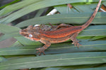 Red Striped Gargoyle Gecko (Phantom group)