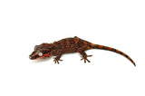 Red Super Blotched Gargoyle Gecko with face color (Deadpool line SuperBlotch)