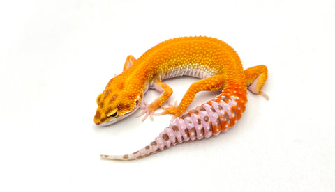 Tangerine Red Diamond Leopard Gecko