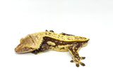 Red Pinstripe Crested Gecko Pair (MALE & FEMALE)