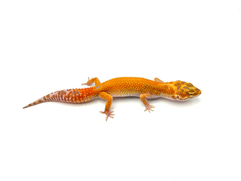 Red Diamond Leopard Gecko