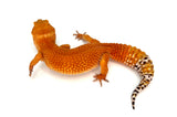 SHTCTB Leopard Gecko