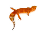 SHTCTB Leopard Gecko