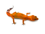 Super Hypo Tangerine Carrot Tail Baldy Leopard Gecko