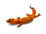 Super Hypo Tangerine Carrot Tail Baldy Leopard Gecko