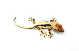 Sable Lilly White Crested Gecko