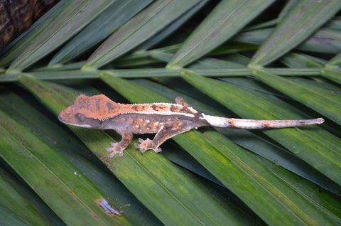 Sable Crested Gecko