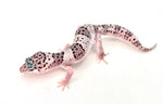 High White Snow Leopard Gecko