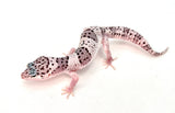 High White Snow Leopard Gecko