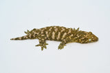 "Snowflake" Giant Gecko (High Pattern)