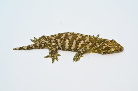 "Snowflake" Giant Gecko (High Pattern)