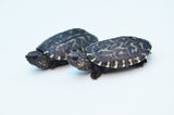 Mexican Giant Musk Turtle