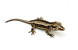 Dark Bold Striped Gargoyle Gecko