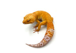 Blood Bell Sunglow Leopard Gecko