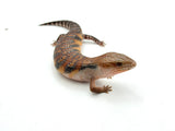 Red x Swedish Northern Blue Tongue Skink