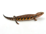 Red x Swedish Northern Blue Tongue Skink